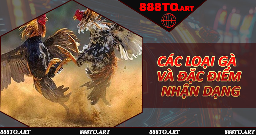 Các loại gà và đặc điểm nhận dạng