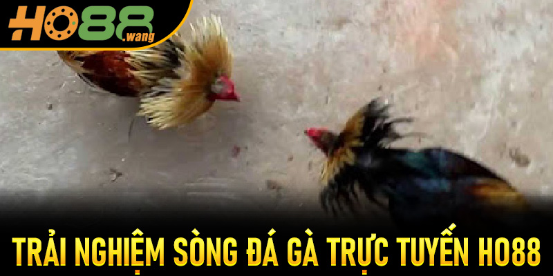 Trải nghiệm sòng Đá Gà Trực Tuyến Ho88 sống động