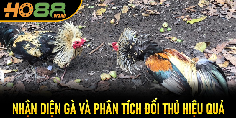 Nhận diện gà và phân tích đối thủ hiệu quả
