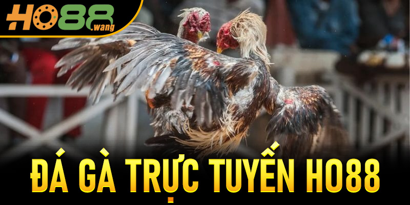 Đá Gà Trực Tuyến Ho88